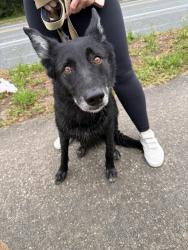 Found/Stray Male Dog last seen A1A, north of wonderwood , Jacksonville, FL 32233