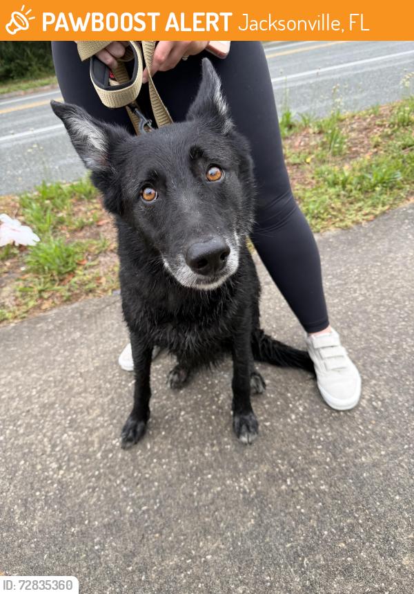 Found/Stray Male Dog last seen A1A, north of wonderwood , Jacksonville, FL 32233