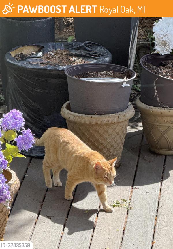 Found/Stray Unknown Cat last seen Harrison and Longfellow Ave Royal Oak, Royal Oak, MI 48067