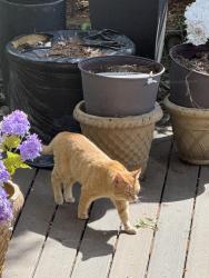 Found/Stray Unknown Cat last seen Harrison and Longfellow Ave Royal Oak, Royal Oak, MI 48067