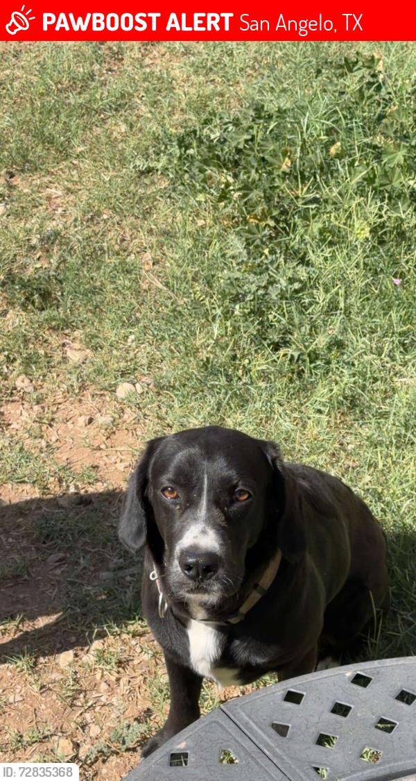 Lost Male Dog last seen Near Avenue Q, San Angelo, TX 76903