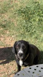 Lost Male Dog last seen Near Avenue Q, San Angelo, TX 76903