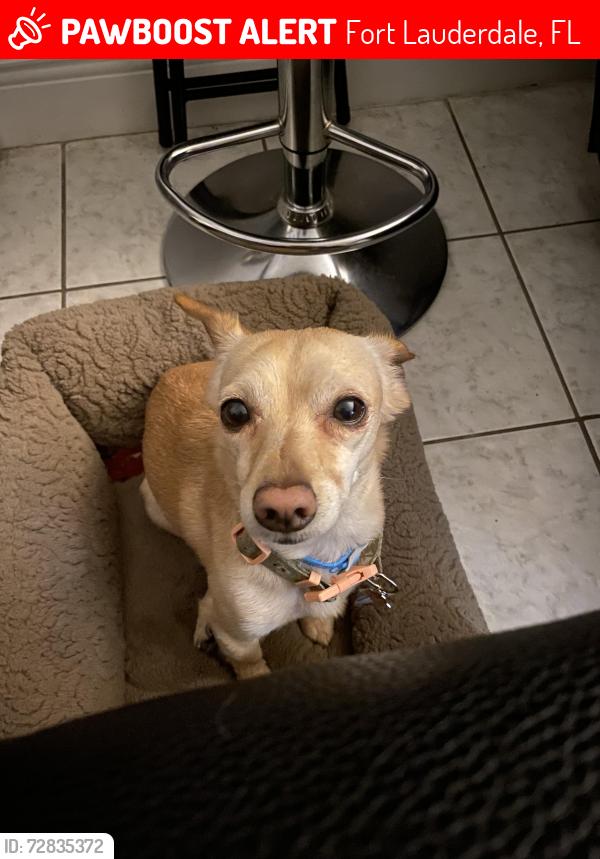 Lost Female Dog last seen Near nw 18th ct, Fort Lauderdale, FL 33311