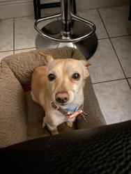 Lost Female Dog last seen Near nw 18th ct, Fort Lauderdale, FL 33311