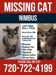 Lost Female Cat last seen Rte. 40 & Mechanics Valley Rd., North East, MD 21901