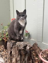 Lost Female Cat last seen Near Tractor Supply on dry creek, +Green dinosaur , Auburn, CA 95602
