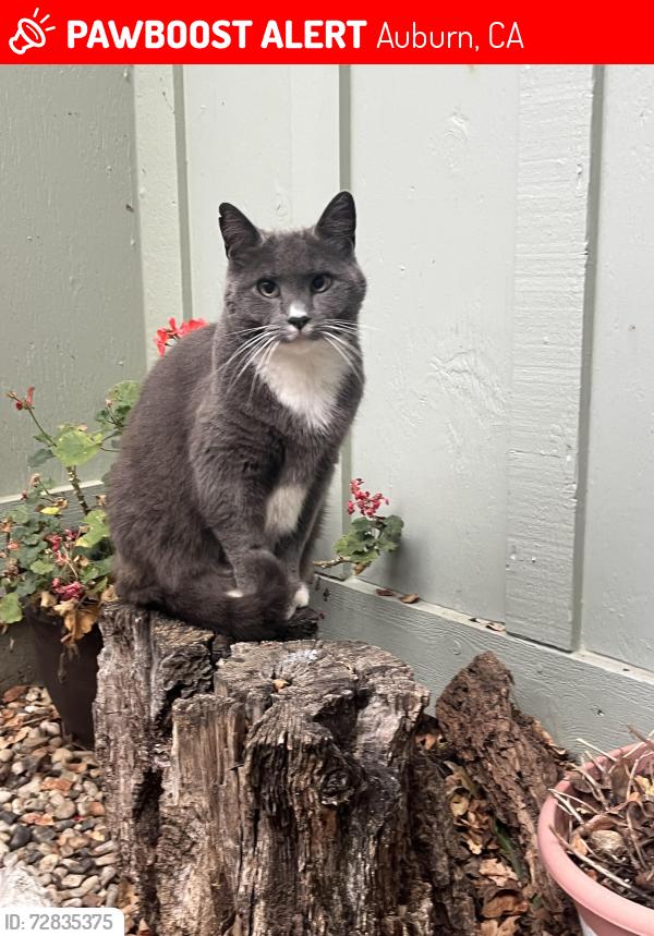 Lost Female Cat last seen Near Tractor Supply on dry creek, +Green dinosaur , Auburn, CA 95602