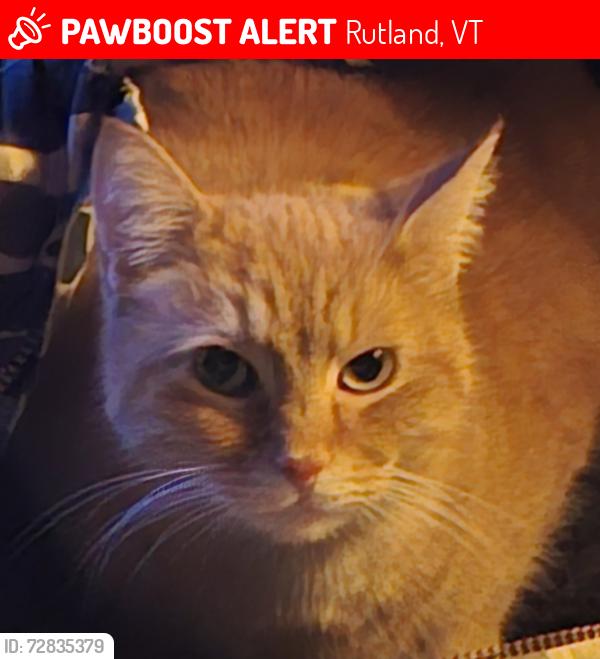 Lost Male Cat last seen River st  or howe st, Rutland, VT 05701