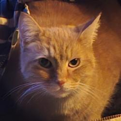 Lost Male Cat last seen River st  or howe st, Rutland, VT 05701