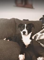 Lost Male Dog last seen Near sw 45th street , Oklahoma City, OK 73119
