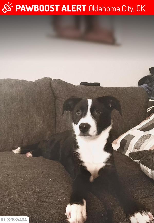 Lost Male Dog last seen Near sw 45th street , Oklahoma City, OK 73119
