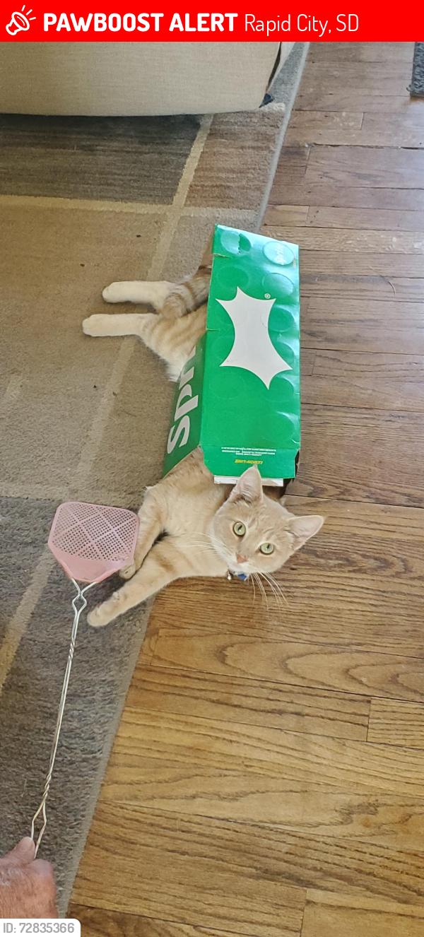 Lost Male Cat last seen Anamosa  Milwaukee/ Herman and Anamosa and Vanburan , Rapid City, SD 57701