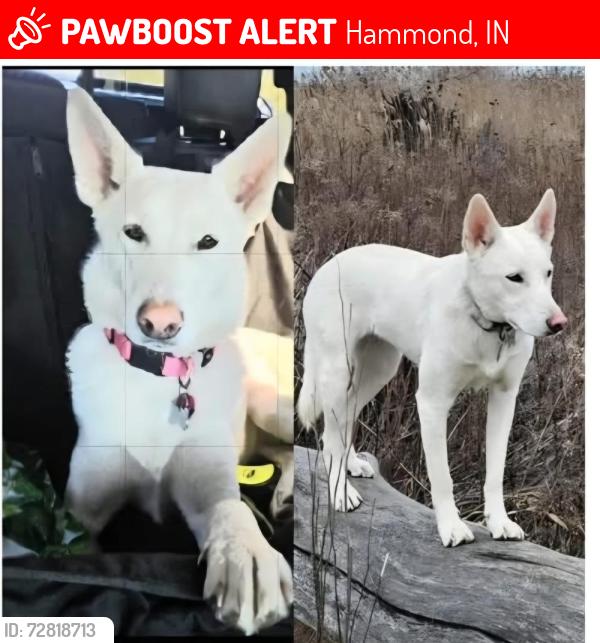 Lost Female Dog last seen Indiana toll road 80/90, Hammond, IN 46323