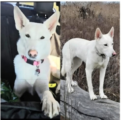 Lost Female Dog last seen Indiana toll road 80/90, Hammond, IN 46323