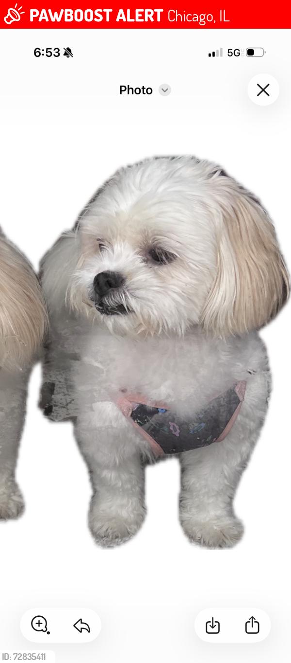 Lost Female Dog last seen Taft high school, Chicago, IL 60656