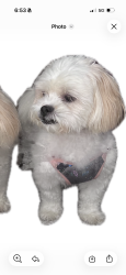 Lost Female Dog last seen Taft high school, Chicago, IL 60656