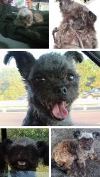 Lost Female Dog last seen Near elderberry Dr montverde fl, Lake County, FL 34756