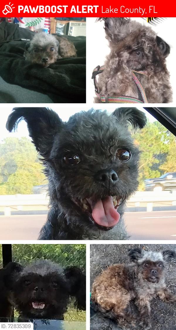 Lost Female Dog last seen Near elderberry Dr montverde fl, Lake County, FL 34756