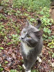 Found/Stray Male Cat last seen Old Lexington Rd, Athens, GA 30605
