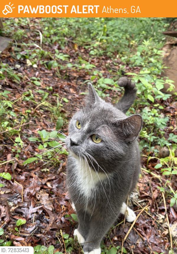 Found/Stray Male Cat last seen Old Lexington Rd, Athens, GA 30605