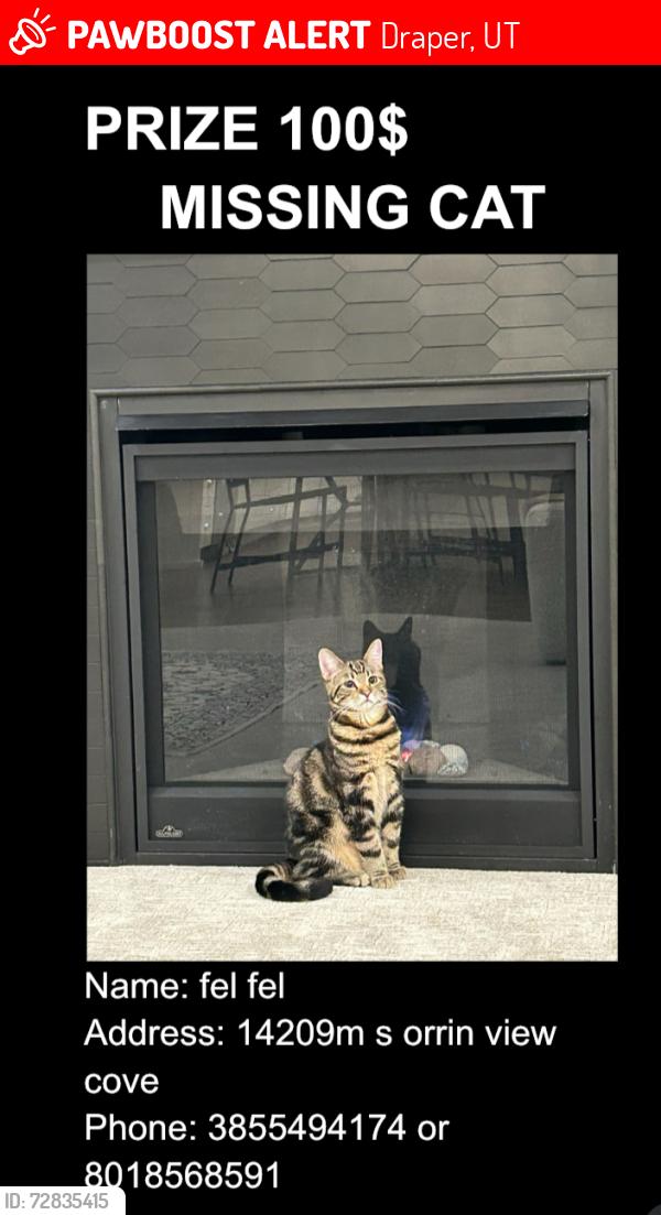 Lost Male Cat last seen orrin view cove, Draper, UT 84020