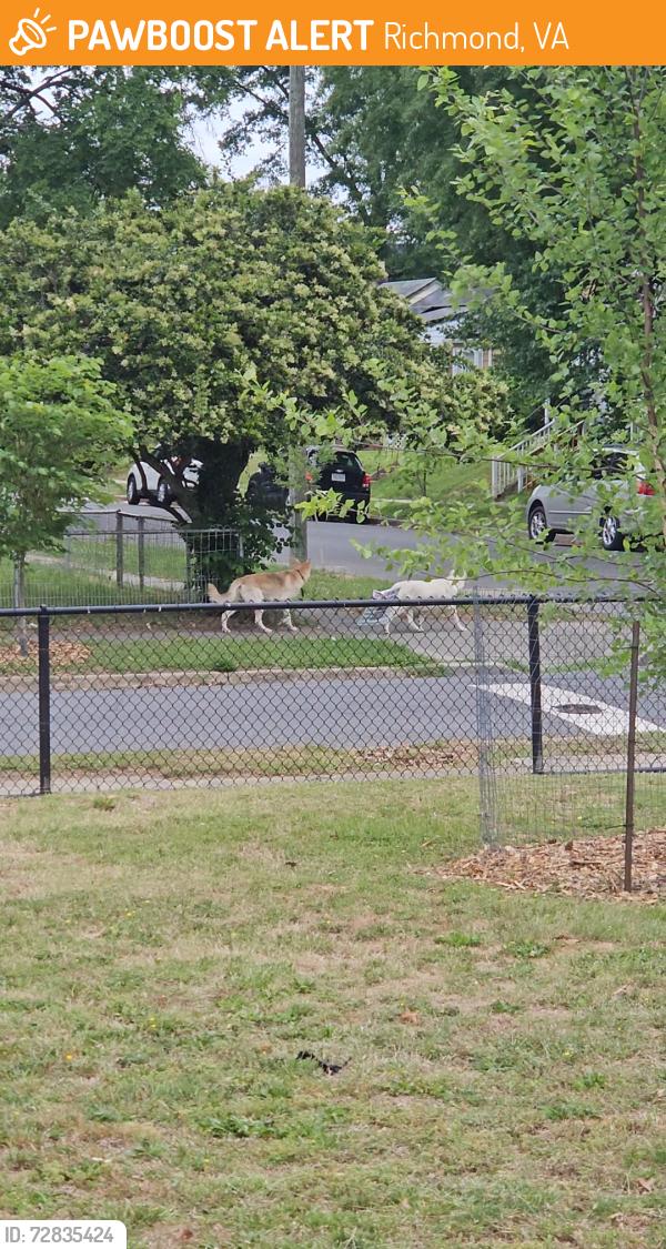 Found/Stray Unknown Dog last seen Halifax @ 22nd, Richmond, VA 23224