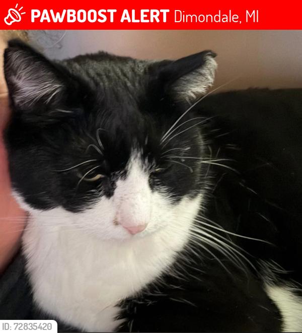 Lost Female Cat last seen Creyts & Bishop, Dimondale, MI 48821