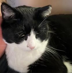 Lost Female Cat last seen Creyts & Bishop, Dimondale, MI 48821