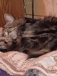 Lost Female Cat last seen Near 864 magee Avenue Patton pa 16668, Patton, PA 16668