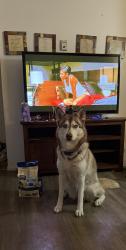 Reunited Female Dog last seen Golf Links and Wilmont , Tucson, AZ 85730