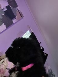 Lost Female Dog last seen Near Holly Street in , Sanford, FL 32771