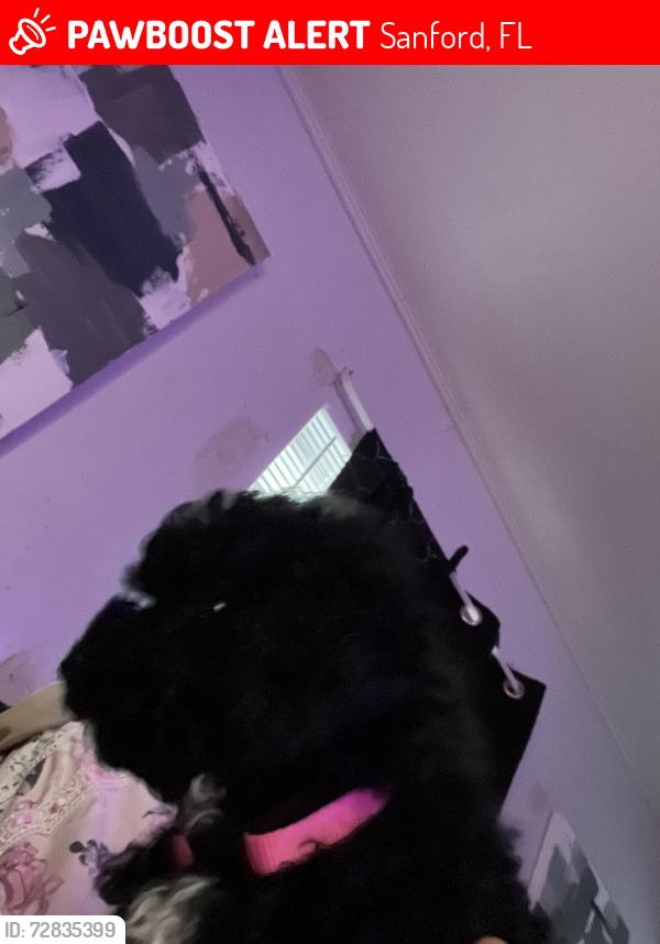 Lost Female Dog last seen Near Holly Street in, Sanford, FL 32771