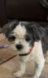 Lost Male Dog last seen Centertree Dr/ Riverrock blvd , Murfreesboro, TN 37128