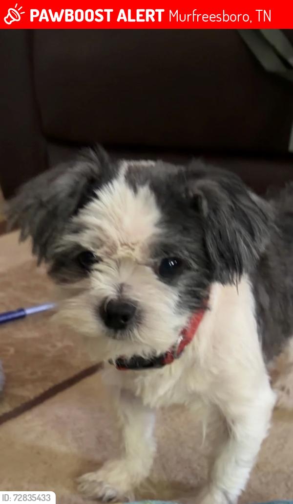 Lost Male Dog last seen Centertree Dr/ Riverrock blvd , Murfreesboro, TN 37128