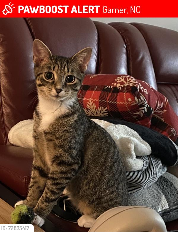 Lost Female Cat last seen The Grove at White Oaks , Garner, NC 27529