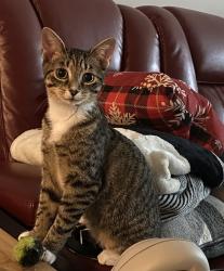Lost Female Cat last seen The Grove at White Oaks , Garner, NC 27529