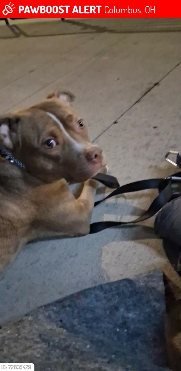 Lost Female Dog last seen 5th and olentangy river rd, Columbus, OH 43212