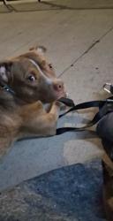 Lost Female Dog last seen 5th and olentangy river rd, Columbus, OH 43212