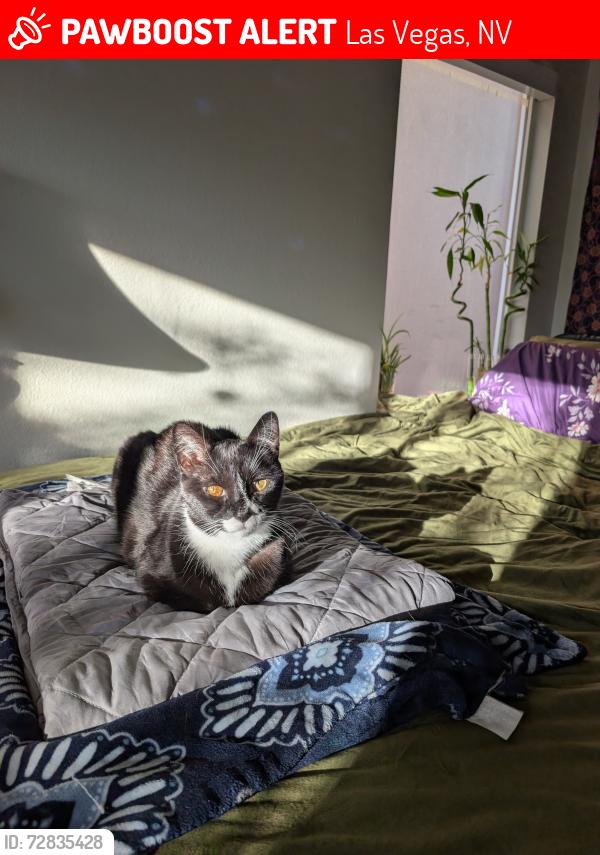 Lost Male Cat last seen Blue diamond and fort Apache , Las Vegas, NV 89178