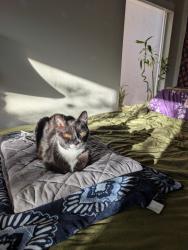 Lost Male Cat last seen Blue diamond and fort Apache , Las Vegas, NV 89178