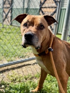 Shelter Stray Male Dog last seen Near BLOCK WESTPORT ROAD, Watterson Park, KY 40218