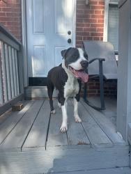 Found/Stray Male Dog last seen Gravois, St. Louis, MO 63118