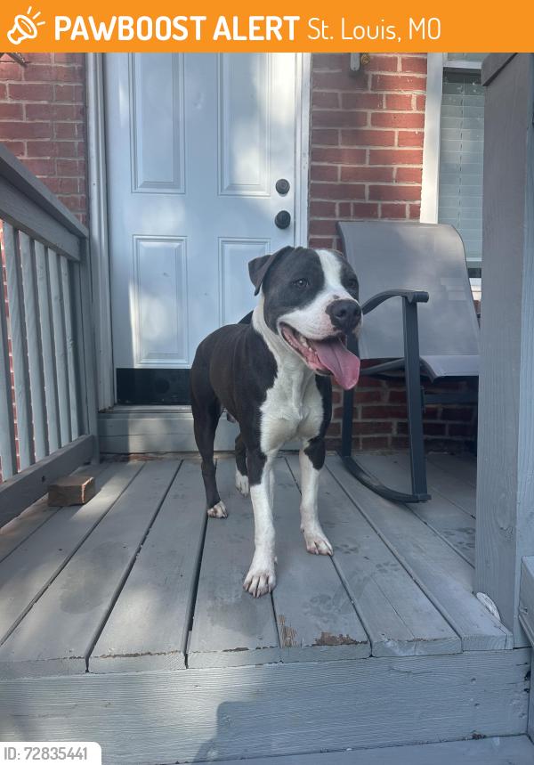 Found/Stray Male Dog last seen Gravois, St. Louis, MO 63118