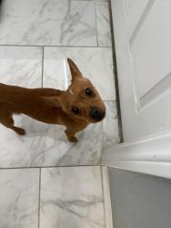 Found/Stray Male Dog last seen in my yard, North Las Vegas, NV 89031