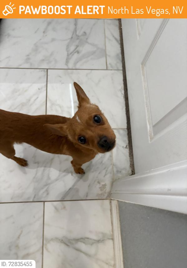 Found/Stray Male Dog last seen in my yard, North Las Vegas, NV 89031