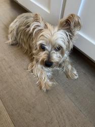 Lost Male Dog last seen Last seen near Oriole and Tooley St. , San Diego, CA 92114