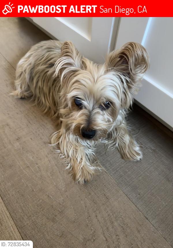 Lost Male Dog last seen Last seen near Oriole and Tooley St. , San Diego, CA 92114