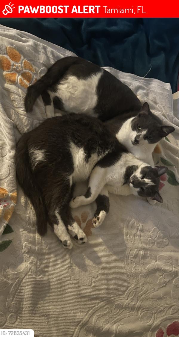 Lost Male Cat last seen 122ave 10st, Tamiami, FL 33184
