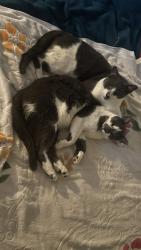 Lost Male Cat last seen 122ave 10st, Tamiami, FL 33184