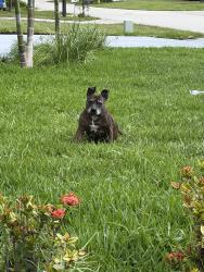 Found/Stray Female Dog last seen 14th Ave, Pompano Beach, FL 33064